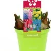 Bollen Mix (Parade Gemengd) D 12 H 12 Cm -Groene Tuin Winkel 8718924505557