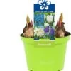 Bollen Mix (Parade Blauw) D 12 H 12 Cm -Groene Tuin Winkel 8718924506240