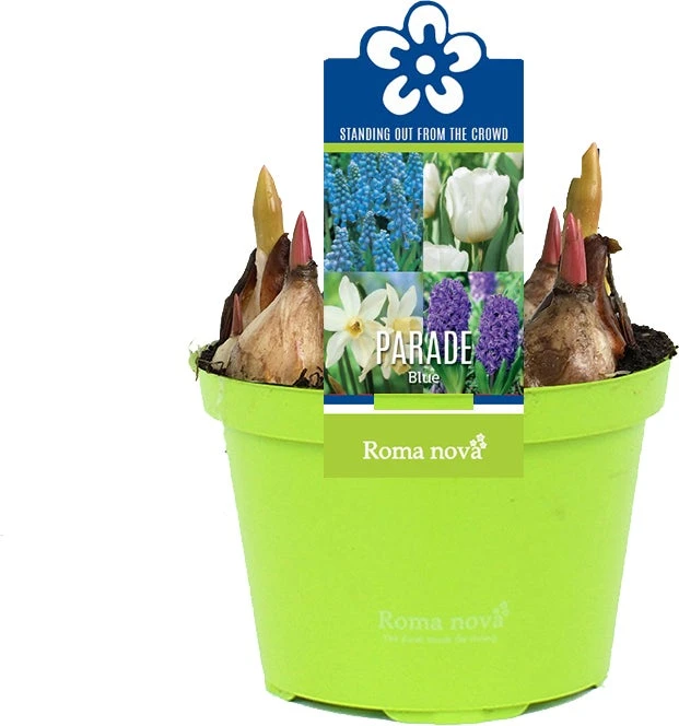 Bollen Mix (Parade Blauw) D 12 H 12 Cm 3 Bollen Mix (Parade Blauw) D 12 H 12 Cm