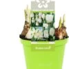 Bollen Mix (Parade Wit) D 12 H 12 Cm -Groene Tuin Winkel 8718924506257