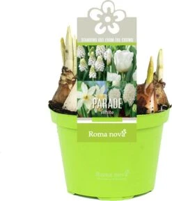 Bollen Mix (Parade Wit) D 12 H 12 Cm