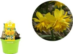 Narcis (Narcissus 'Tete Boucle') D 12 H 12 Cm -Groene Tuin Winkel 8718924506448 2