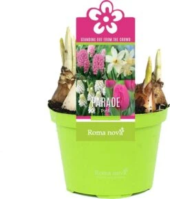 Bollen Mix (Parade Roze) D 12 H 12 Cm