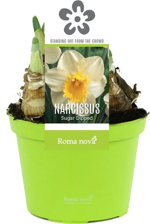 Narcis (Narcissus 'Sugar Dipped') D 12 H 12 Cm 3 Narcis (Narcissus 'Sugar Dipped') D 12 H 12 Cm