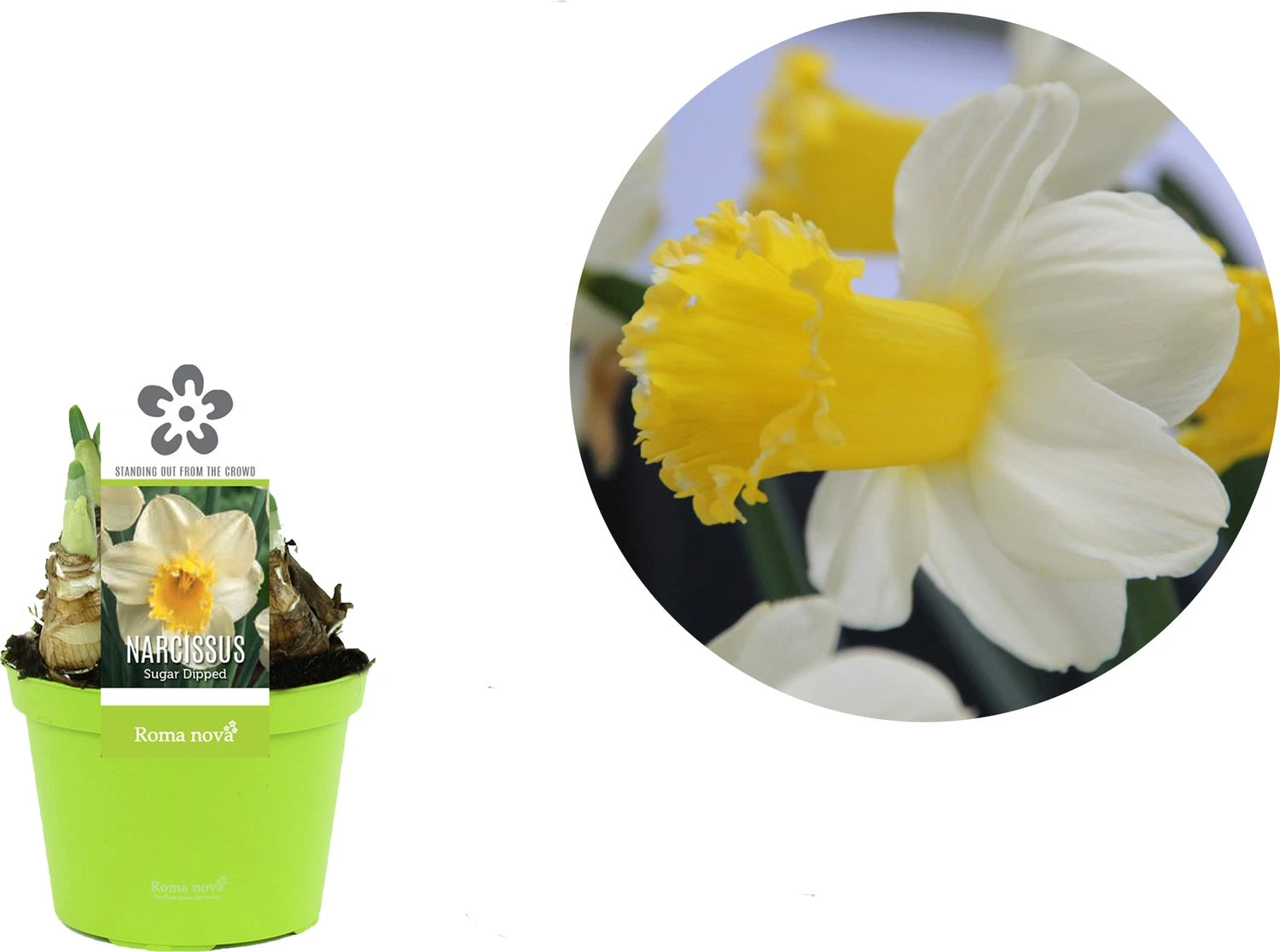 Narcis (Narcissus 'Sugar Dipped') D 12 H 12 Cm 4 Narcis (Narcissus 'Sugar Dipped') D 12 H 12 Cm - Afbeelding 2