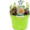 Narcis (Narcissus 'Golden Pearl') D 12 H 14 Cm 1 Narcis (Narcissus 'Golden Pearl') D 12 H 14 Cm -Groene Tuin Winkel 8718924506585