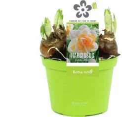 Narcis (Narcissus 'Golden Pearl') D 12 H 14 Cm