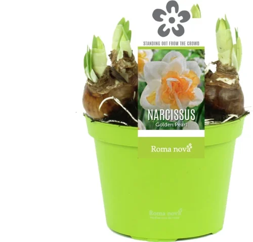 Narcis (Narcissus 'Golden Pearl') D 12 H 14 Cm