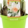 Narcis (Narcissus 'Iwona') D 12 H 14 Cm 2 Narcis (Narcissus 'Iwona') D 12 H 14 Cm -Groene Tuin Winkel 8718924506592