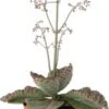 Kalanchoë (Kalanchoë Humilis) D 12 H 30 Cm -Groene Tuin Winkel 8719033823402
