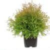 Levensboom (Thuja Occidentalis 'Fire Chief') D 17 H 25 Cm -Groene Tuin Winkel 8720196212781 0 1