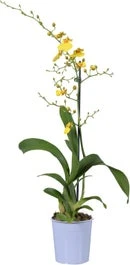 Tijgerorchidee (Oncidium 'Munsterland Stern') D 12 H 55 Cm