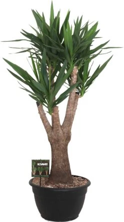 Yucca (Yucca Elephantipes) D 40 H 150 Cm