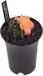 Bonte Cactus (Gymnocalycium Mihanovichii 'Variegata') D 6,5 H 13 Cm