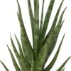 Vrouwentong (Sansevieria 'Torch') D 12 H 40 Cm 1 Vrouwentong (Sansevieria 'Torch') D 12 H 40 Cm -Groene Tuin Winkel 8720196221219 1