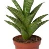 Vrouwentong (Sansevieria 'Tough Lady') D 10 H 25 Cm 2 Vrouwentong (Sansevieria 'Tough Lady') D 10 H 25 Cm -Groene Tuin Winkel 8720196221233