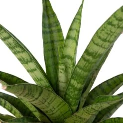 Vrouwentong (Sansevieria 'Tough Lady') D 10 H 25 Cm -Groene Tuin Winkel 8720196221233 2