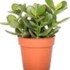 Crassula (Crassula 'Minova Magic') D 12 H 20 Cm -Groene Tuin Winkel 8720196221288