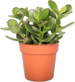 Crassula (Crassula 'Minova Magic') D 12 H 20 Cm 3 Crassula (Crassula 'Minova Magic') D 12 H 20 Cm