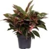 Aglaonema (Aglaonema 'Jungle Red') D 19 H 45 Cm 1 Aglaonema (Aglaonema 'Jungle Red') D 19 H 45 Cm -Groene Tuin Winkel 8720196221448 1