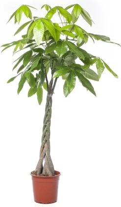 Geldboom (Pachira Aquatica) D 27 H 150 Cm