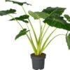 Olifantsoor (Alocasia Lutea) D 32 H 140 Cm -Groene Tuin Winkel 8720196221622