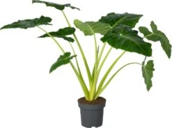 Olifantsoor (Alocasia Lutea) D 32 H 140 Cm