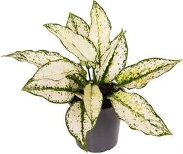 Aglaonema (Aglaonema 'White Kiwi') D 12 H 35 Cm 3 Aglaonema (Aglaonema 'White Kiwi') D 12 H 35 Cm