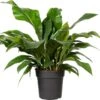 Flamingoplant (Anthurium Ellipticum 'Jungle Bush') D 24 H 50 Cm -Groene Tuin Winkel 8720196502301 1