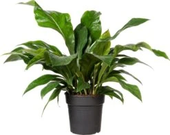 Flamingoplant (Anthurium Ellipticum 'Jungle Bush') D 24 H 50 Cm