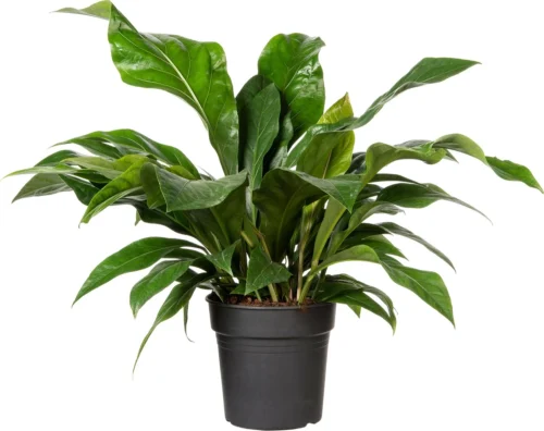 Flamingoplant (Anthurium Ellipticum 'Jungle Bush') D 24 H 50 Cm