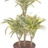 Drakenbloedboom (Dracaena Fragrans 'Surprise') D 21 H 90 Cm -Groene Tuin Winkel 8720196502387 1