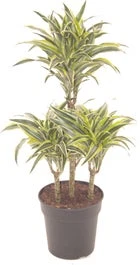 Drakenbloedboom (Dracaena Fragrans 'Surprise') D 21 H 90 Cm