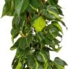 Philodendron (Philodendron Scandens 'Brasil') D 27 H 150 Cm 1 Philodendron (Philodendron Scandens 'Brasil') D 27 H 150 Cm -Groene Tuin Winkel 8720196505784