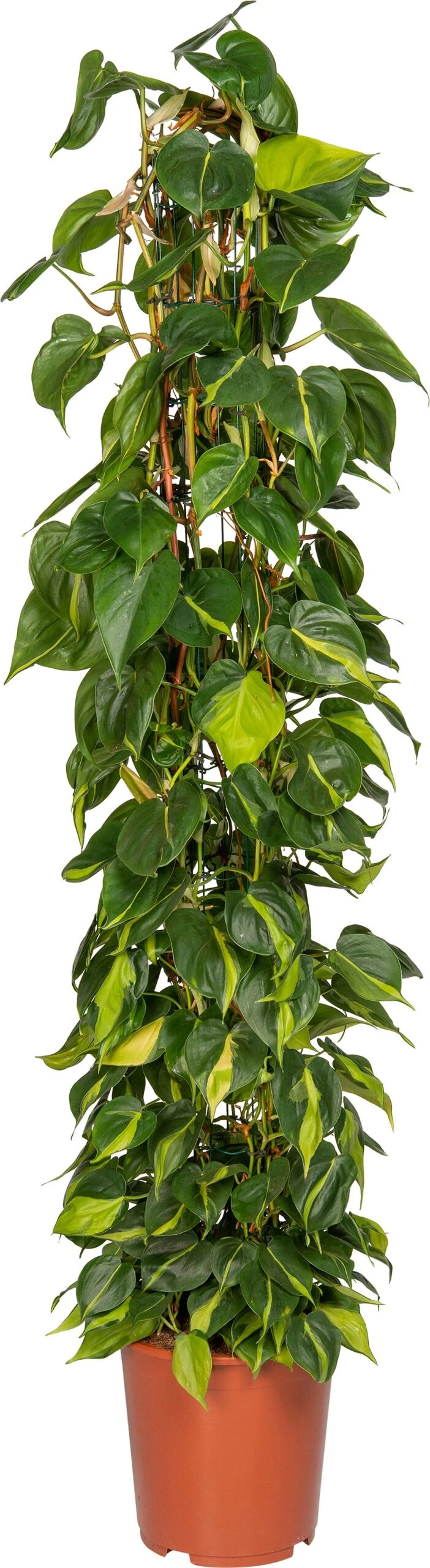 Philodendron (Philodendron Scandens 'Brasil') D 27 H 150 Cm 3 Philodendron (Philodendron Scandens 'Brasil') D 27 H 150 Cm