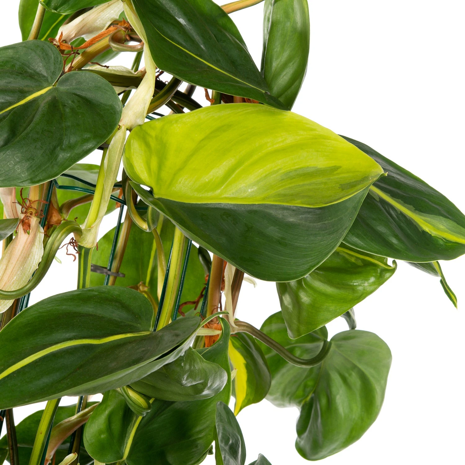 Philodendron (Philodendron Scandens 'Brasil') D 27 H 150 Cm 4 Philodendron (Philodendron Scandens 'Brasil') D 27 H 150 Cm - Afbeelding 2