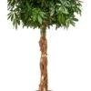 Vingersboom (Schefflera Arboricola) D 34 H 160 Cm -Groene Tuin Winkel 8720196506149