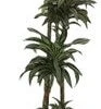 Drakenbloedboom (Dracaena Fragrans 'Jade Jewel') D 27 H 170 Cm -Groene Tuin Winkel 8720196507054