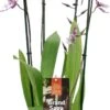 Cambria-orchidee (Cambria) D 17 H 75 Cm -Groene Tuin Winkel 8720196509478