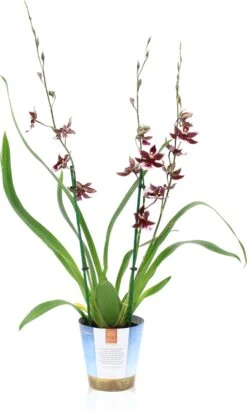 Cambria-orchidee (Cambria) D 17 H 75 Cm -Groene Tuin Winkel 8720196509478 3