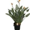 Paradijsvogelbloem (Strelitzia Reginae) D 40 H 170 Cm -Groene Tuin Winkel 8720196512683
