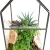 Intratuin Arrangement Plantenkasje Met Kamerplanten D 12 H 21 Cm -Groene Tuin Winkel 8720196516261