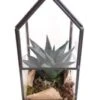 Intratuin Arrangement Glashuisje Met Succulent 8 X 8 X 16 Cm -Groene Tuin Winkel 8720196516308
