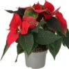 Kerstster (Euphorbia Pulcherrima 'Red') D 13 H 30 Cm -Groene Tuin Winkel 8720196520619
