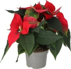 Kerstster (Euphorbia Pulcherrima 'Red') D 13 H 30 Cm