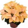 Kerstster (Euphorbia Pulcherrima 'Autumn Leaves') D 10,5 H 25 Cm -Groene Tuin Winkel 8720196528622