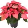 Kerstster (Euphorbia Pulcherrima 'Mars Pink') D 10,5 H 25 Cm -Groene Tuin Winkel 8720196528745
