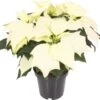 Kerstster (Euphorbia Pulcherrima 'Alaska') D 10,5 H 25 Cm