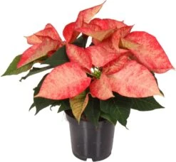 Kerstster (Euphorbia Pulcherrima 'Ice Crystal') D 10,5 H 25 Cm
