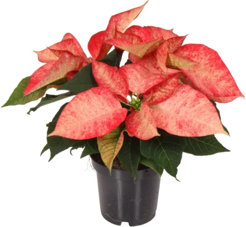 Kerstster (Euphorbia Pulcherrima 'Ice Crystal') D 10,5 H 25 Cm